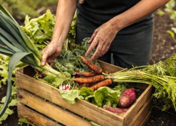 Experience the Seasonal Symphony: Master the Art of Cooking with Nature’s Bounty